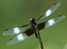 Widow Skimmer